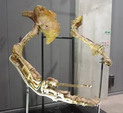 Therizinosaurus arms