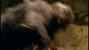 Meat eating.png (627 KB)