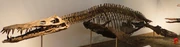 Liopleurodon skeleton