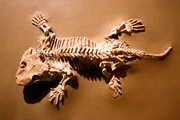 Seymouria skeleton