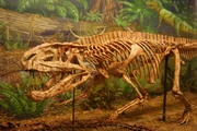 Postosuchus skeleton