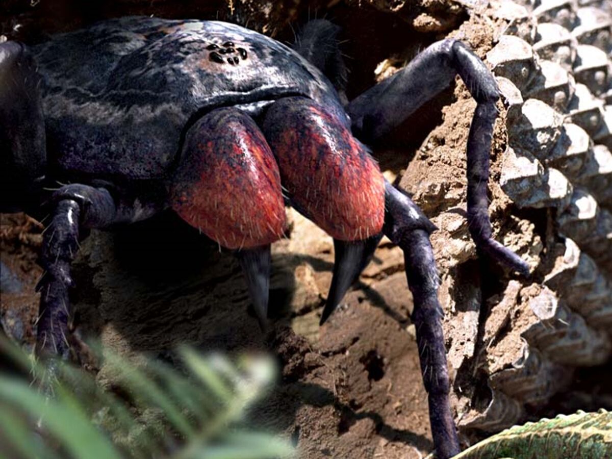 huntsman spider size comparison