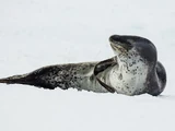 Leopard Seal
