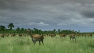 Screenshot (225).png (1.18 MB) A herd of Macrauchenia grazing on grass.