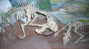 Thylacosmilus skeleton