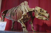 Toxodon skeleton