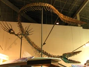 Tylosaurus skeleton
