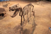 Hyaenodon skeleton