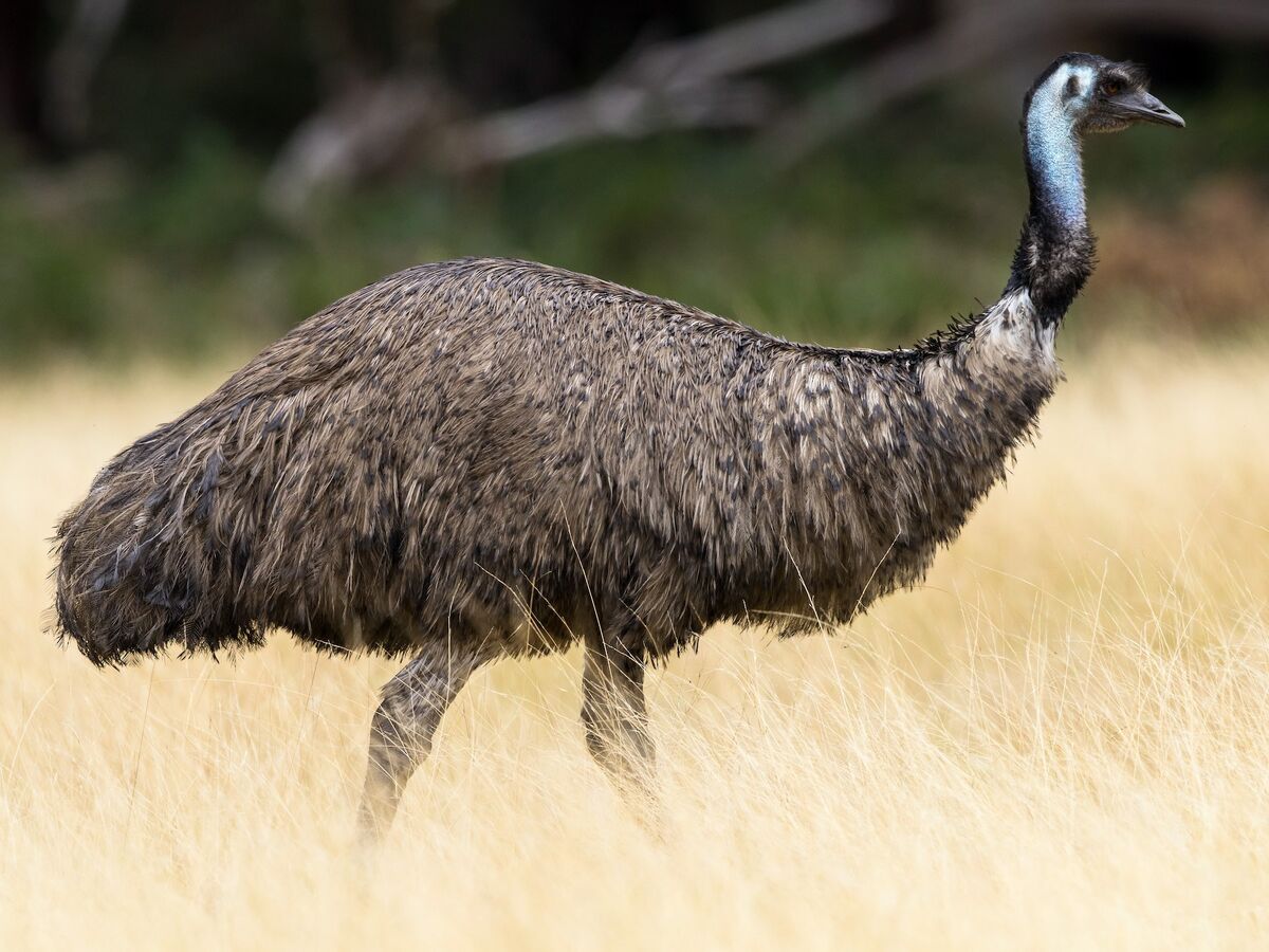 Emu | Prehistoric Earth: A Natural History Wiki | Fandom