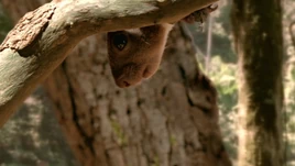 Meniscoessus