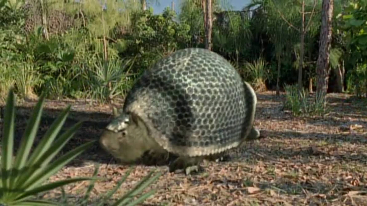 dinosaurs and other prehistoric creatures