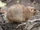 Black-Tailed Prairie Dog
