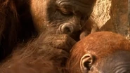 A Paranthropus grooming another individual's fur.