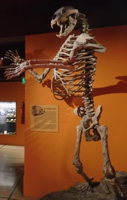 Arctotherium skeleton