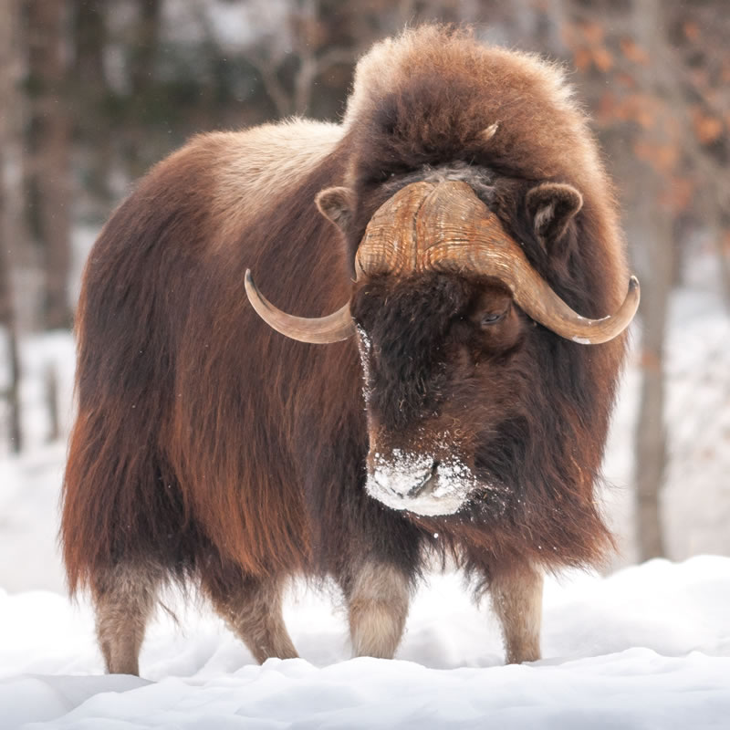 Pin by Anna Ajupova on Animals Big animals, Animals wild, Animals beautiful