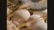 A Megalania stealing an egg from a Genyornis nest.