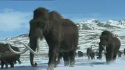 A Woolly Mammoth herd.