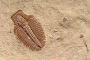 Trilobite fossil
