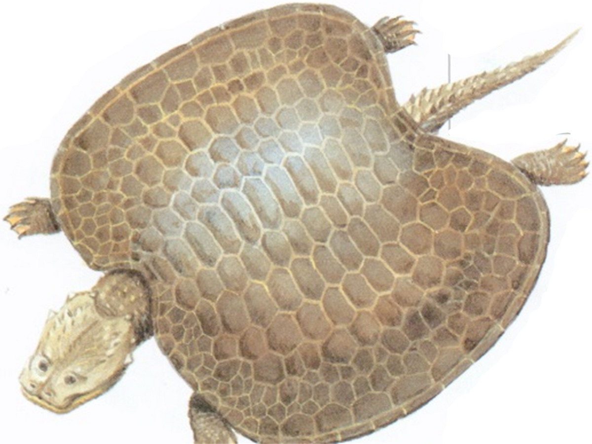 CategoryPlacodonts Prehistoric Fauna Wiki Fandom