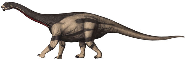 List of sauropodomorph type specimens - Wikipedia