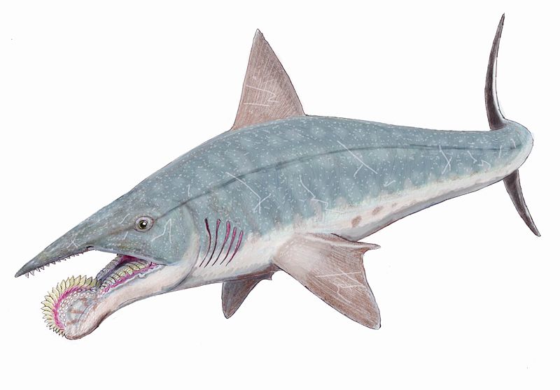 prehistoric predators megalodon