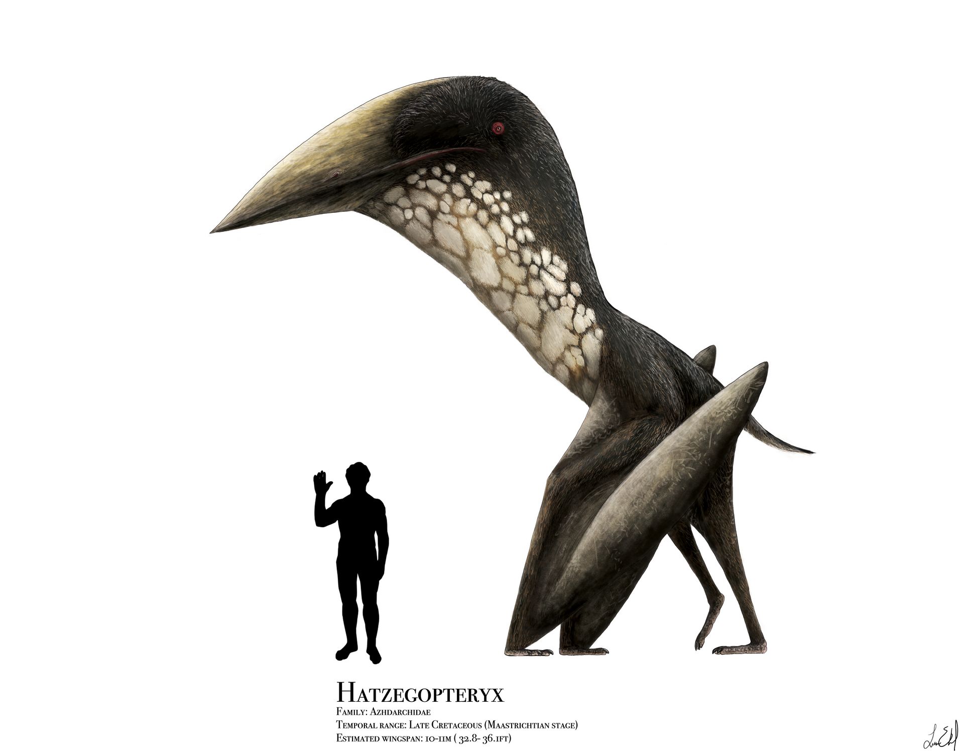 Pterosaur size - Wikipedia