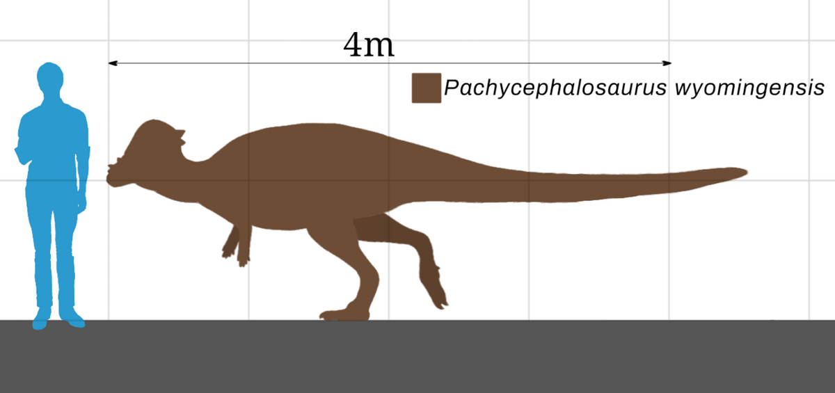 Pachycephalosaurus Prehistoric Life Wiki Fandom 9606