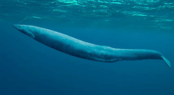 largest sea animals in the world