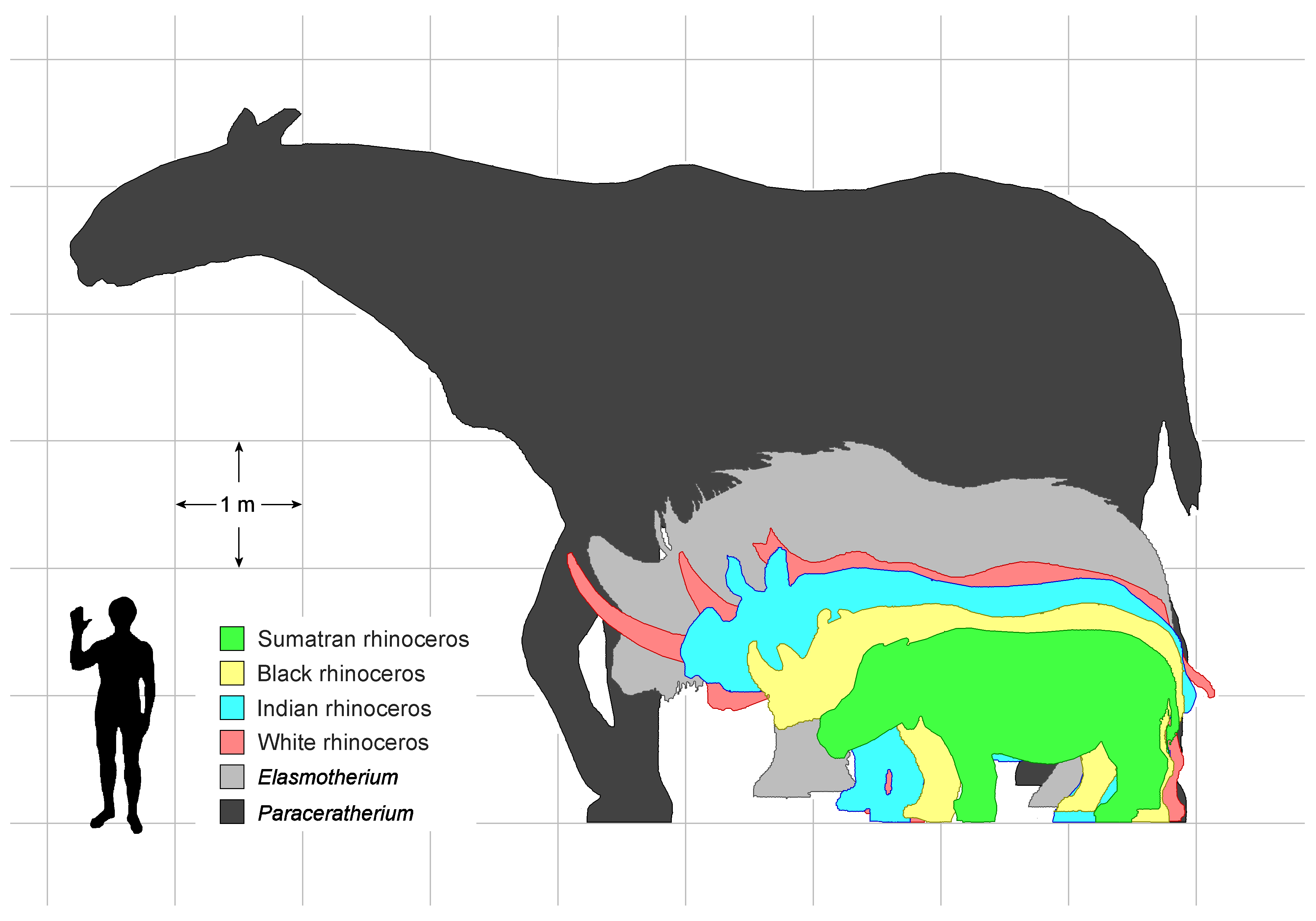 paraceratherium vs elephant