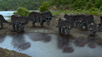 The Triceratops herd.