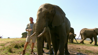 Nigel with the African elephant herd at the park.