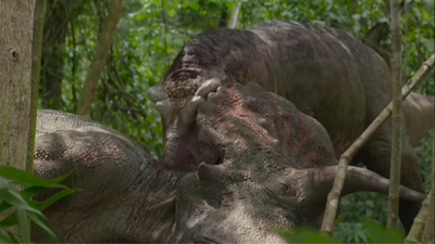As indicated by a study in 2012, T. rex likely ate Triceratops starting from its nutrient-rich neck muscles