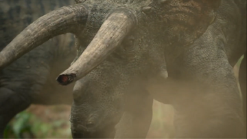 The same young adult Triceratops, with his left horn snapped off during a one-sided fight with an older, stronger male