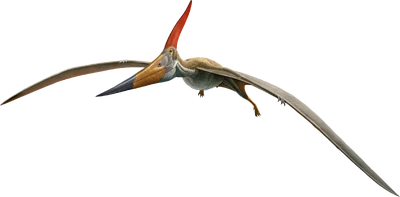 Artwork of Pteranodon longiceps by the American Natural History Museum, used in "Flamboyant Flyers"