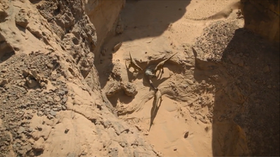 Tarbosauruses feed on a Nemegtosaurus