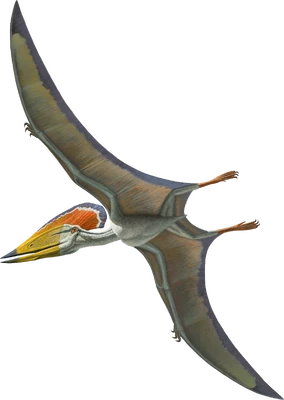 Artwork of Tupuxuara leonardii by the American Natural History Museum, used in "Flamboyant Flyers"
