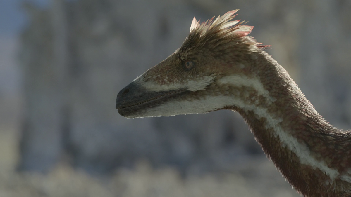 Pectinodon Prehistoric Wiki Fandom