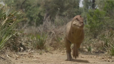 To survive the arid conditions of Madagascar, Majungasaurus grew slowly, reaching its maximum size in 20 years