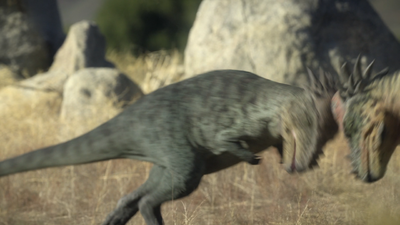 The younger male (left) blocks the attack of the dominant male