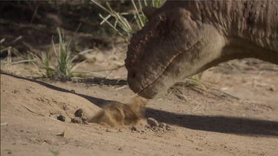 The Simosuchus digs himself deeper into his burrow, kicking dust into the abelisaur's face