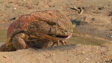 Beelzebufo consumes a juvenile Masiakasaurus