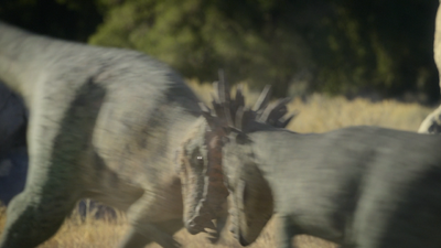The dominant male (left) and the younger male headbutt each other
