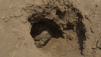 A Simosuchus tucks itself deep into its burrow, presenting nothing but its heavily-armored back to threats outside