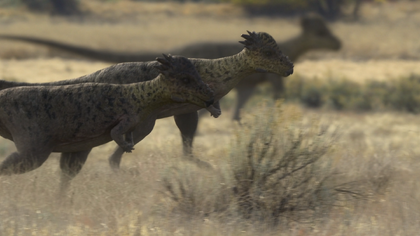 The herd of Pachycephalosaurus scour the area for sustenance