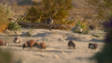 Mononykus about to charge at a group of enantiornithines