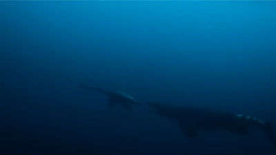 A Tuarangisaurus calf baits a Kaikaifilu into chasing it rather than its pregnant mother