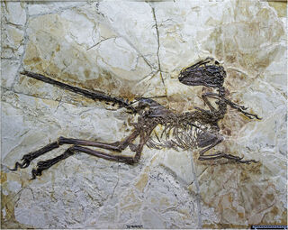 JPM-0008, the holotype specimen of Zhenyuanlong suni. Note the preserved traces of feathers on its arms and tail.