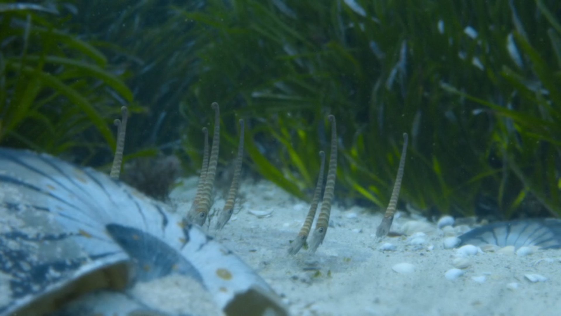 prehistoric marine plants