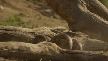 Madtsoia Prehistoric Wiki Fandom