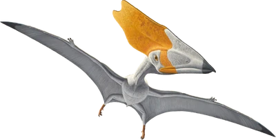 Artwork of Thalassodromeus sethi by the American Natural History Museum, used in "Flamboyant Flyers"